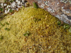 Racomitrium canescens