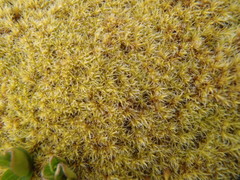 Racomitrium canescens