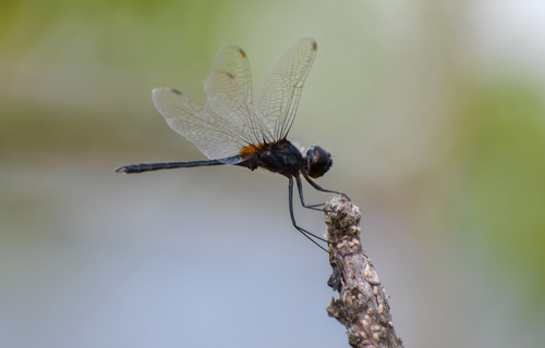 Idiataphe amazonica