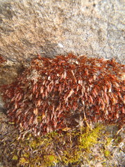 Schistidium frigidum