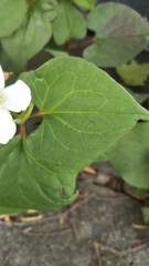 Houttuynia cordata