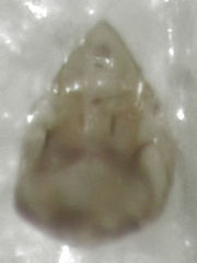 Ptiliodes amplicollis