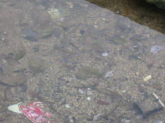 Oreochromis mossambicus