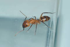 Camponotus variegatus