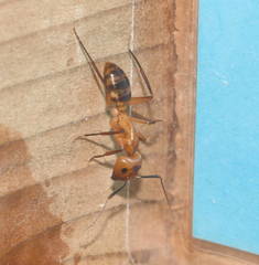 Camponotus variegatus