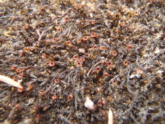 Schistidium rivulare