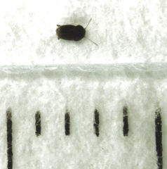 Ptiliodes amplicollis