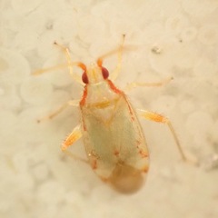 Pseudoloxops coccineus