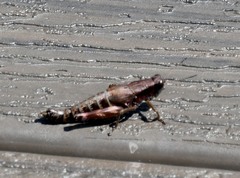 Melanoplus viridipes