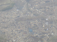 Oreochromis mossambicus