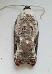 Acleris nivisellana