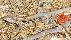 Aspidoscelis lineattissimus