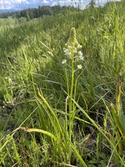 Toxicoscordion venenosum venenosum