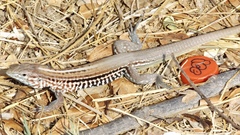 Aspidoscelis lineattissimus