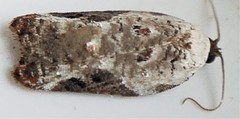 Acleris nivisellana