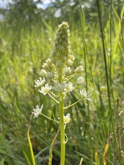 Toxicoscordion venenosum venenosum