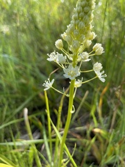 Toxicoscordion venenosum venenosum