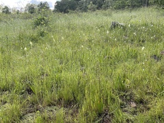 Toxicoscordion venenosum venenosum