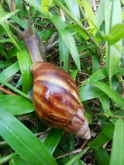 Lissachatina fulica