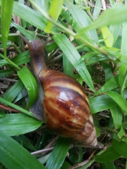 Lissachatina fulica