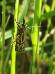 Chrysocramboides craterella