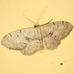 Idaea laevigata