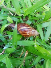 Lissachatina fulica