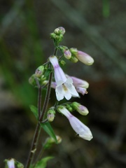 Penstemon brevisepalus