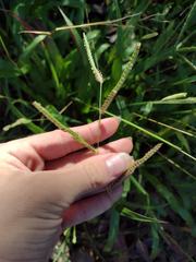 Paspalum fimbriatum