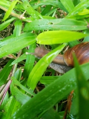 Lissachatina fulica