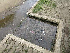 Oreochromis mossambicus