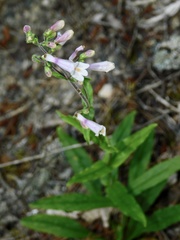 Penstemon brevisepalus