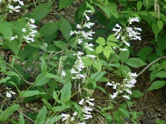Penstemon brevisepalus