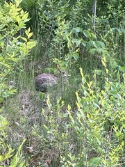 Sylvilagus floridanus