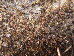 Schistidium rivulare