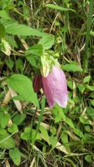 Campanula punctata hondoensis