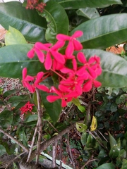 Ixora coccinea