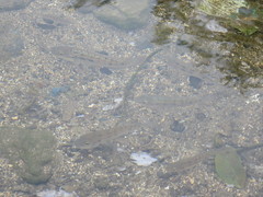 Oreochromis mossambicus