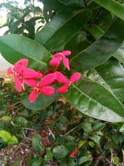 Ixora coccinea