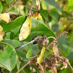 Erythrodiplax basalis