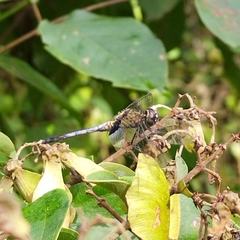 Erythrodiplax basalis