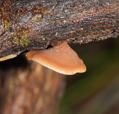 Lentinellus castoreus