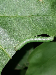 Pristiphora subbifida