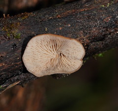 Lentinellus castoreus