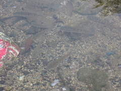 Oreochromis mossambicus