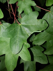 Pristiphora subbifida