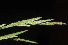 Eriochloa