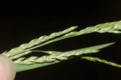 Eriochloa