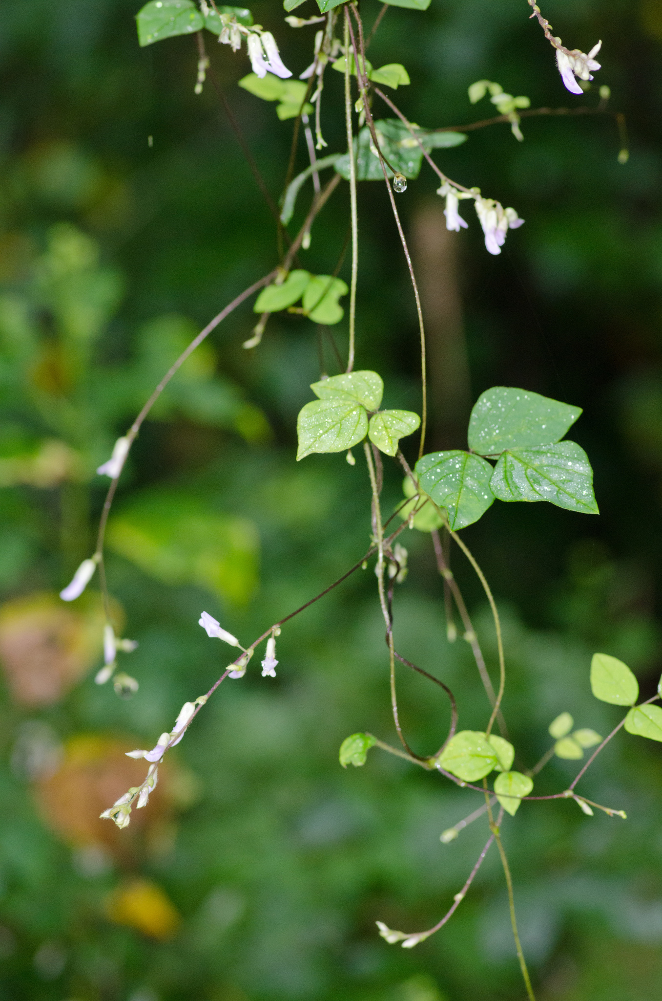 Amphicarpaea bracteata