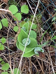Cypripedium reginae